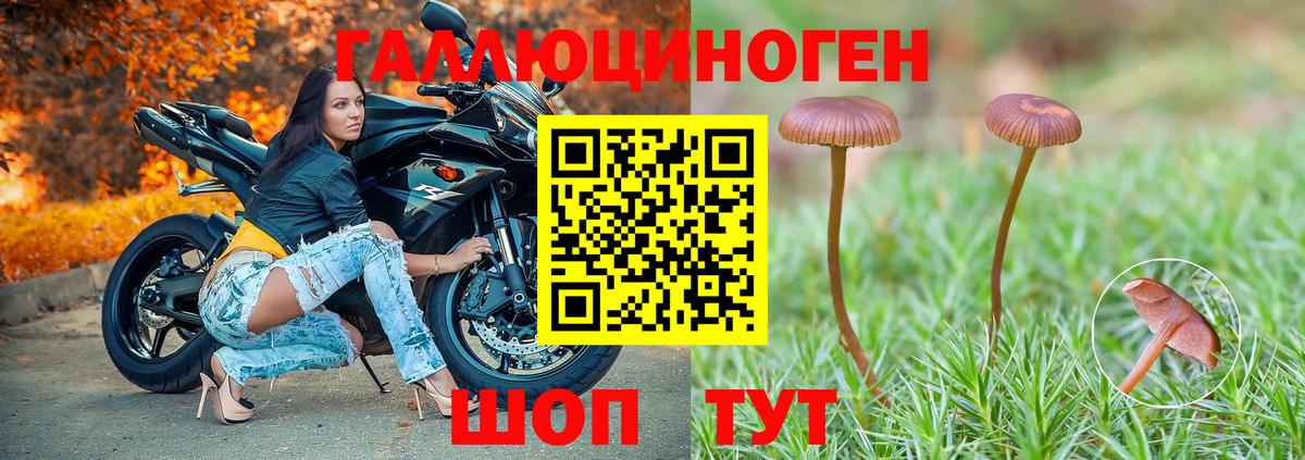Псилоцибиновые грибы Psilocybine cubensis Новоалтайск