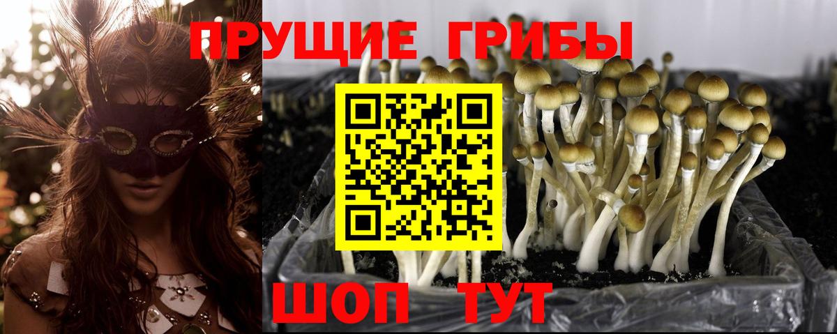 закладка  Галлюциногенные грибы Cubensis  Вход с VPN  Новоалтайск 
